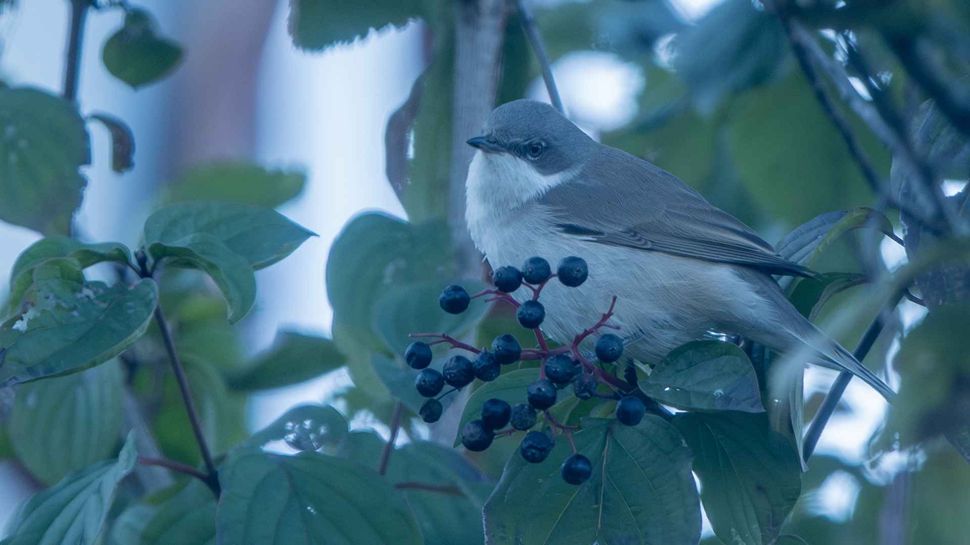 Lesser Whitethroat